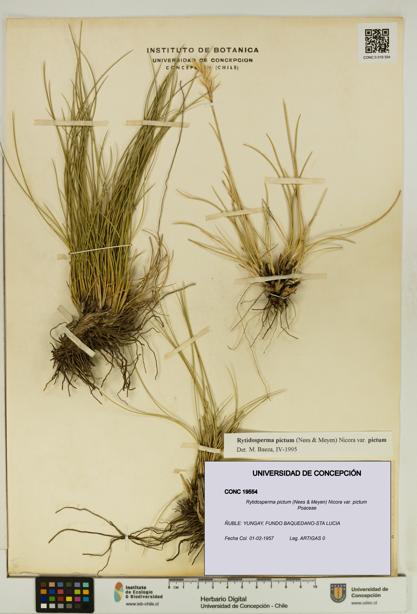 Rytidosperma pictum var. pictum [Espécimen: UDEC:CONC:0019554]