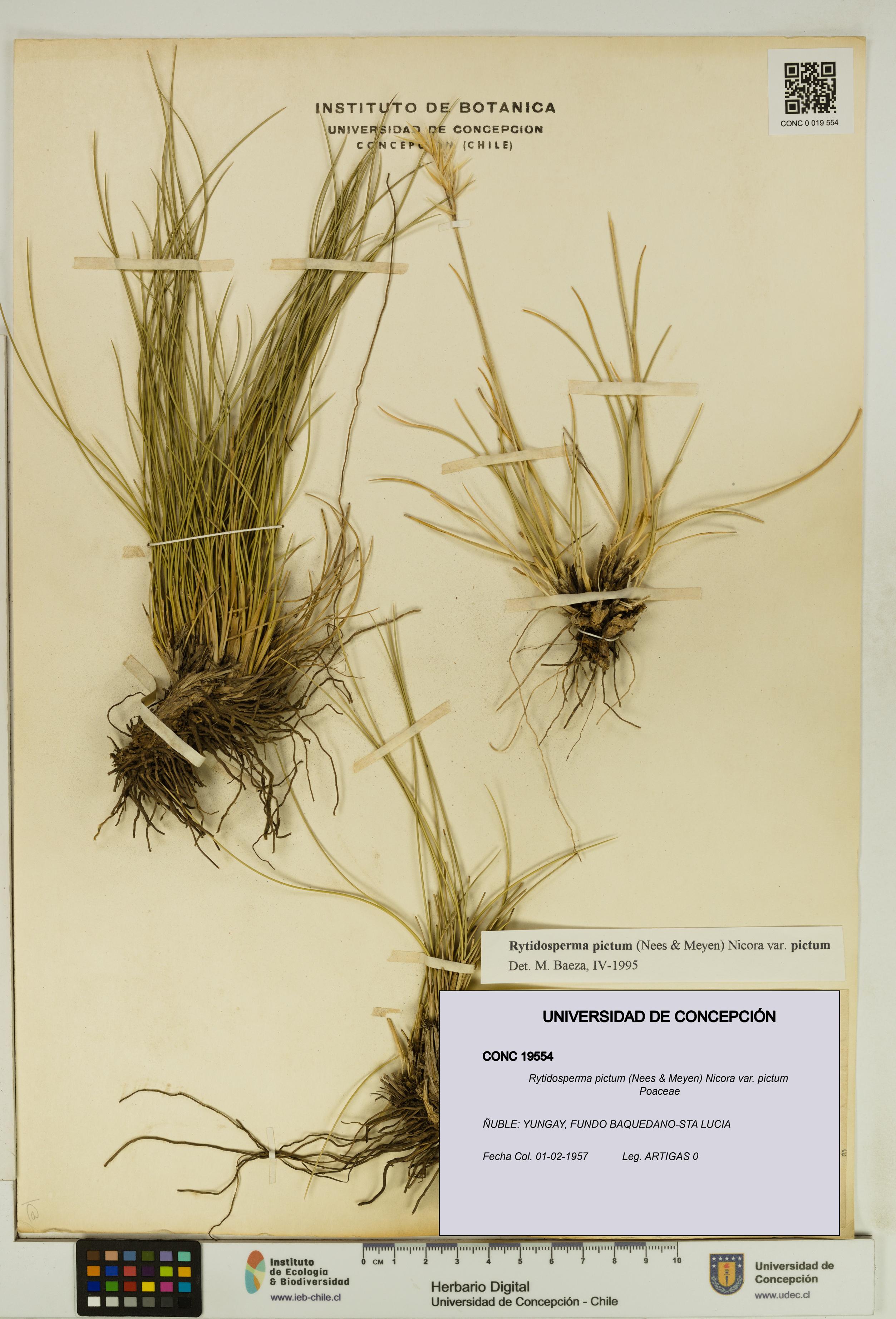 Rytidosperma pictum var. pictum [Espécimen: UDEC:CONC:0019554]