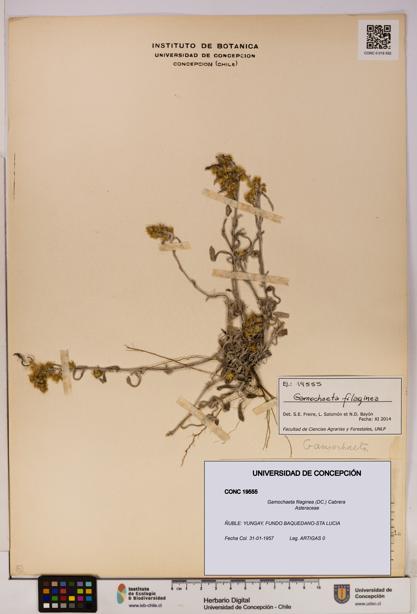 Gamochaeta filaginea [Espécimen: UDEC:CONC:0019555]