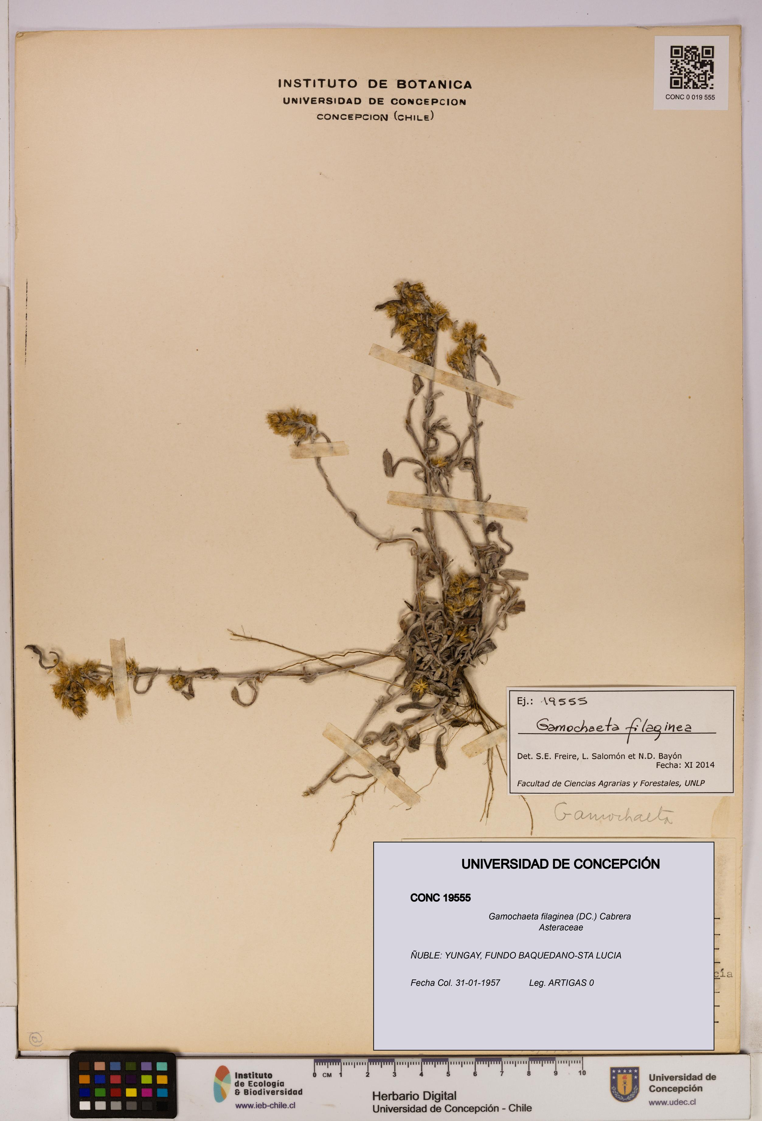 Gamochaeta filaginea [Espécimen: UDEC:CONC:0019555]