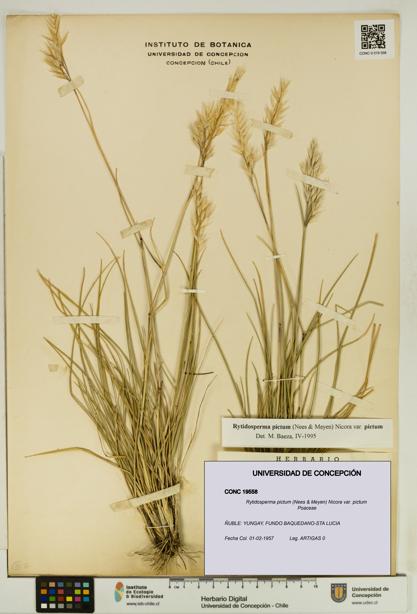 Rytidosperma pictum var. pictum [Espécimen: UDEC:CONC:0019558]