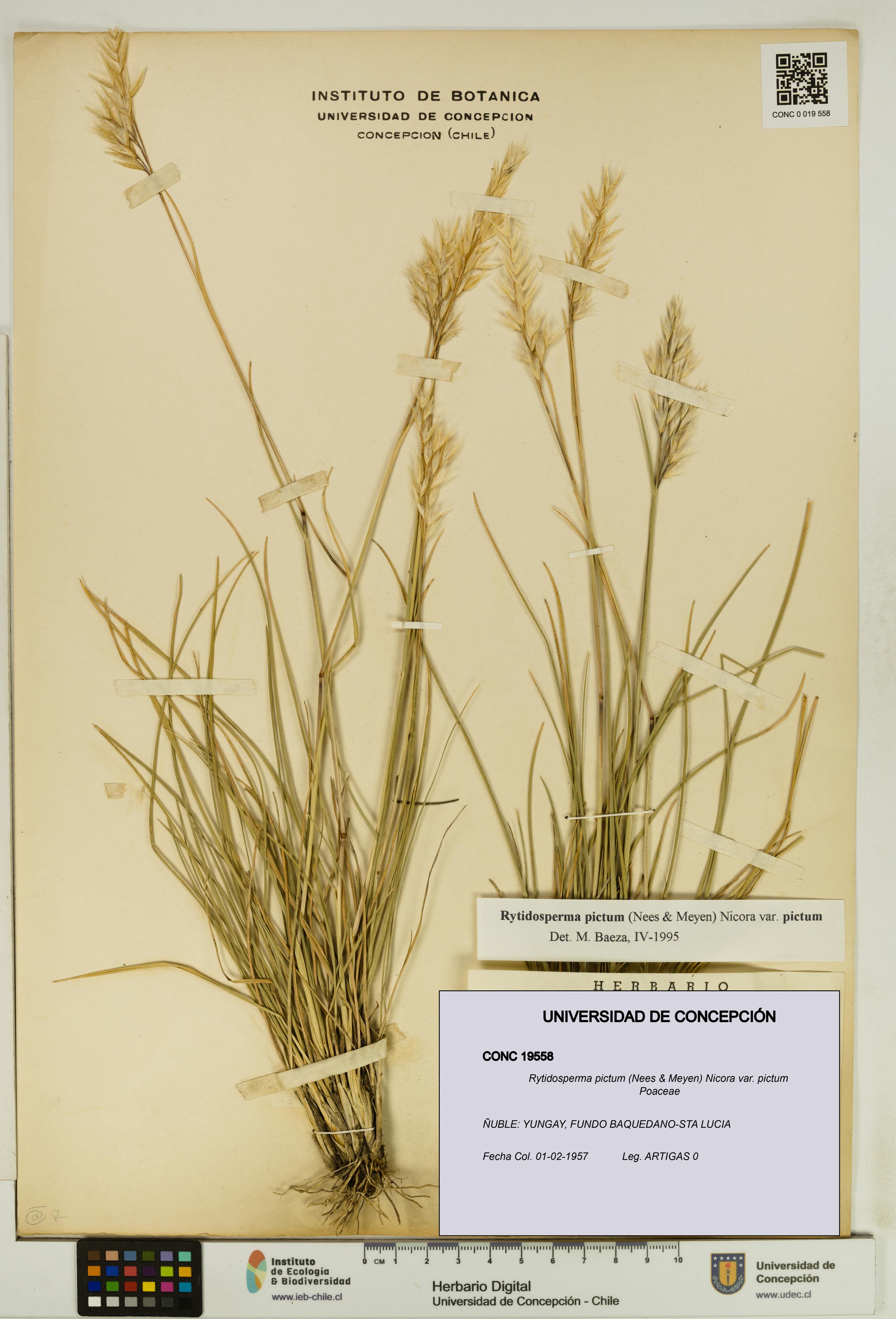 Rytidosperma pictum var. pictum [Espécimen: UDEC:CONC:0019558]