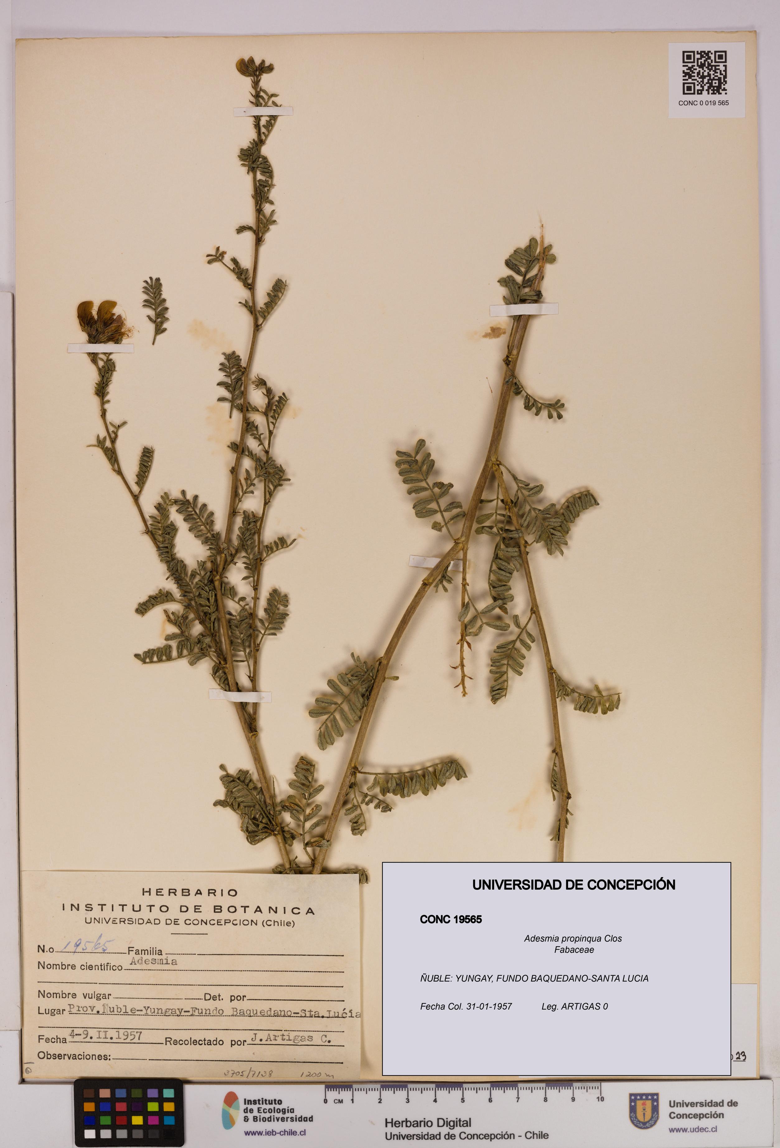 Adesmia propinqua [Espécimen: UDEC:CONC:0019565]