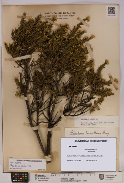 Baccharis neaei [Espécimen: UDEC:CONC:0019580]