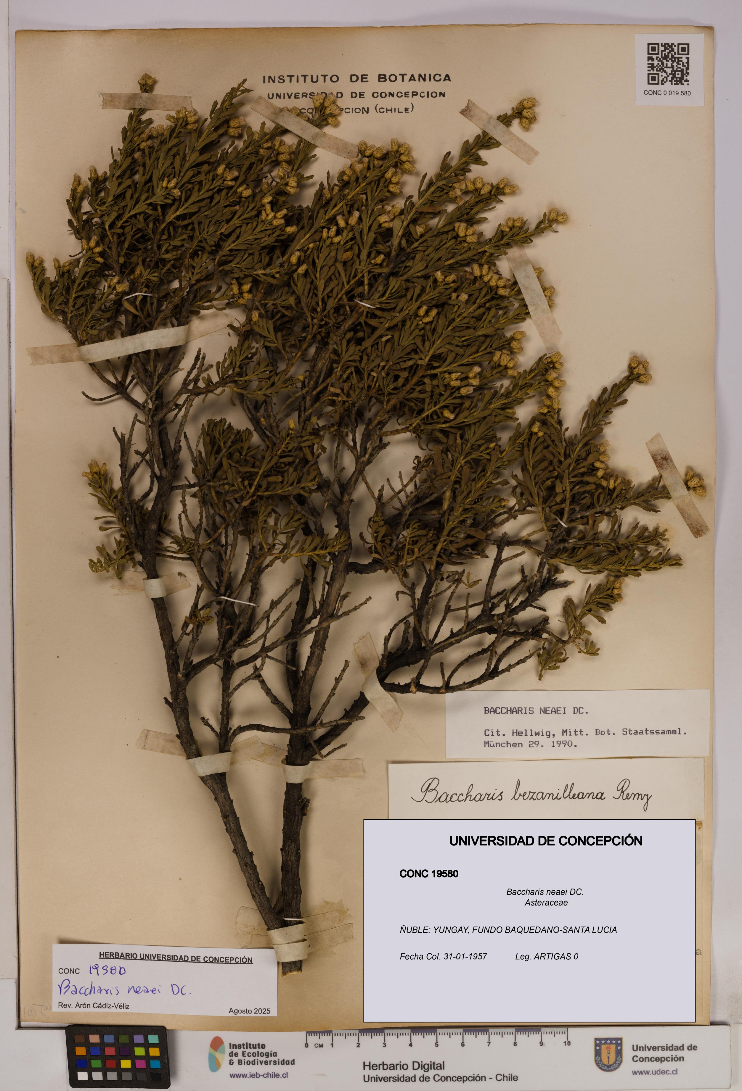 Baccharis neaei [Espécimen: UDEC:CONC:0019580]
