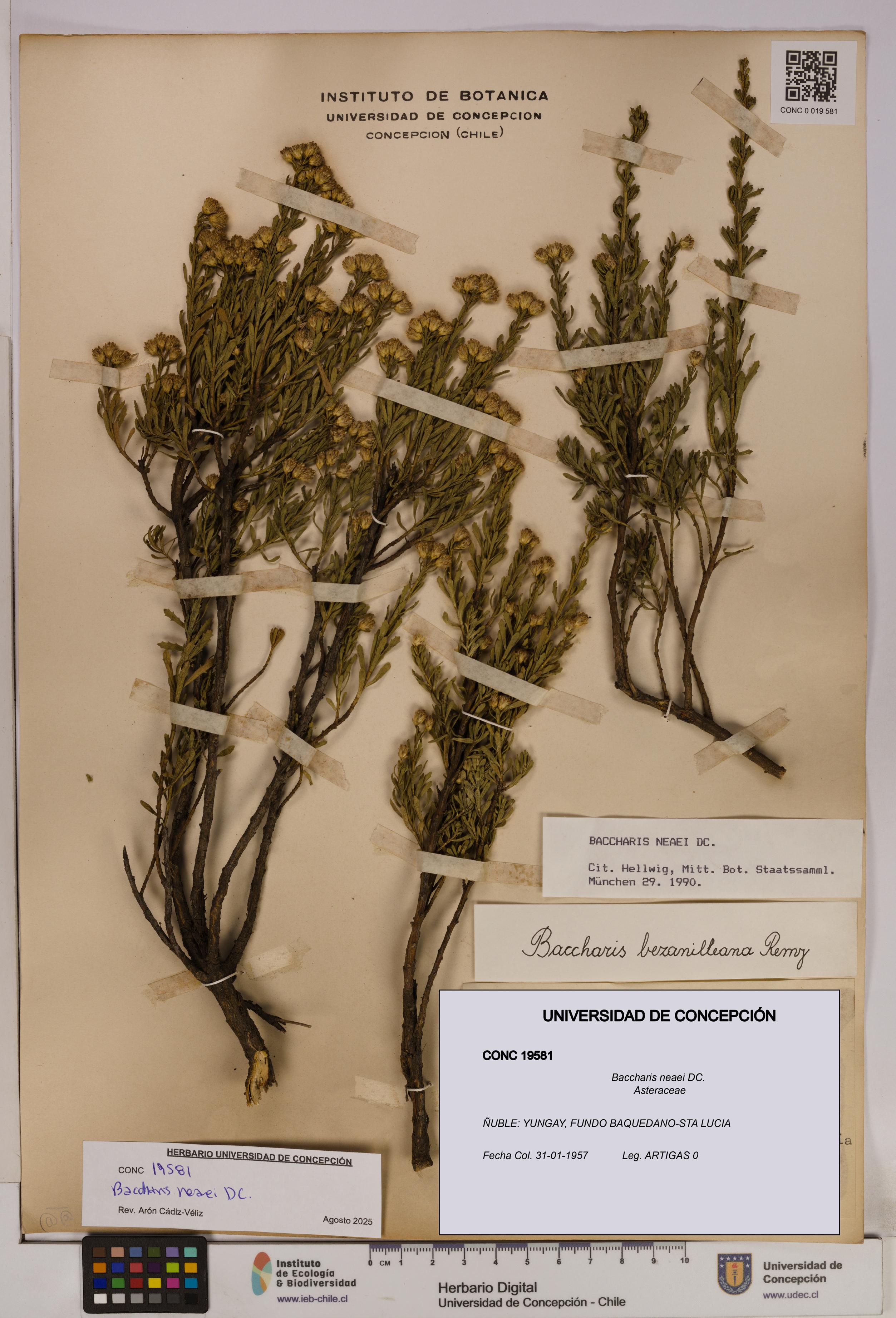 Baccharis neaei [Espécimen: UDEC:CONC:0019581]