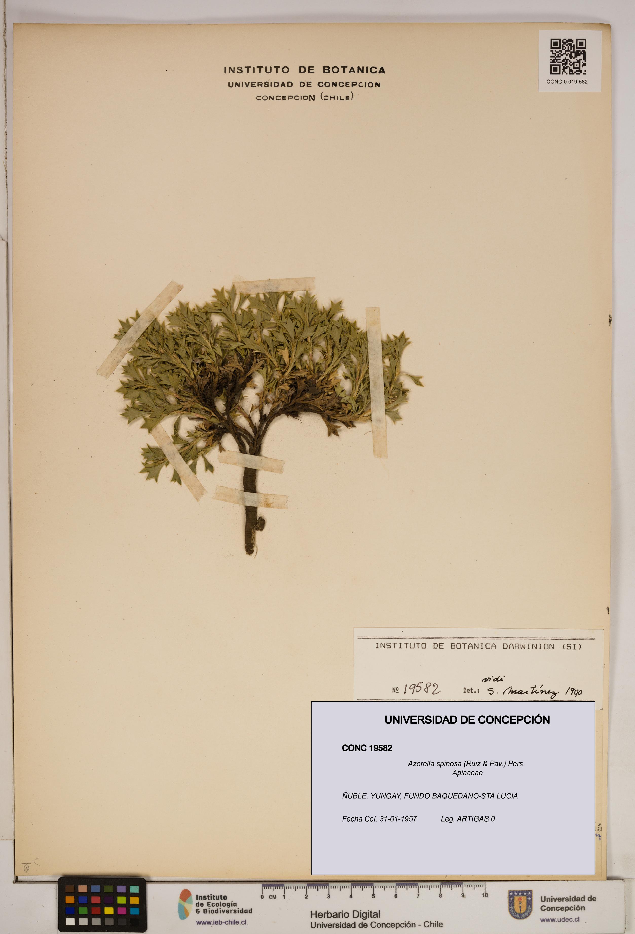 Azorella spinosa [Espécimen: ]