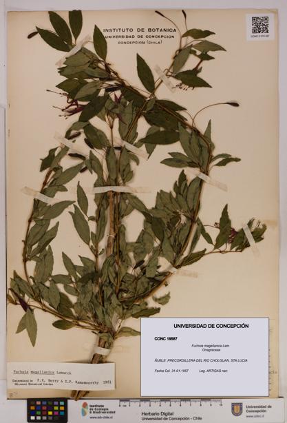 Fuchsia magellanica [Espécimen: UDEC:CONC:0019587]