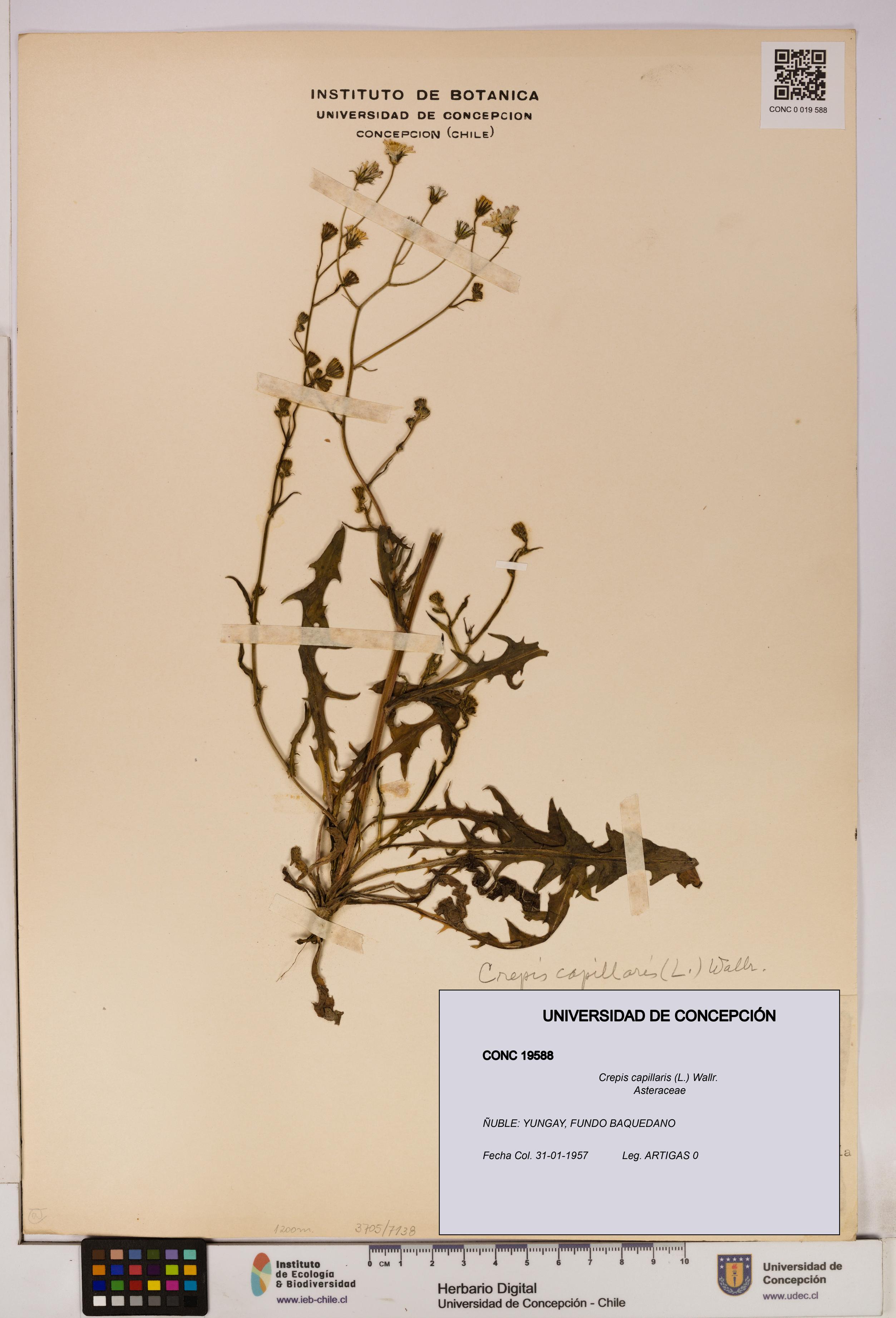 Crepis capillaris [Espécimen: UDEC:CONC:0019588]