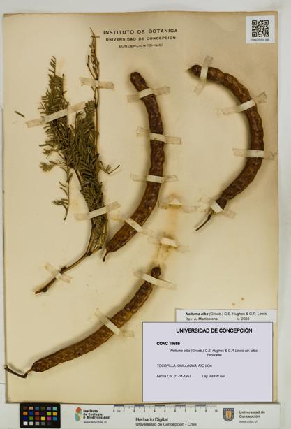 Neltuma alba var. alba [Espécimen: UDEC:CONC:0019589]