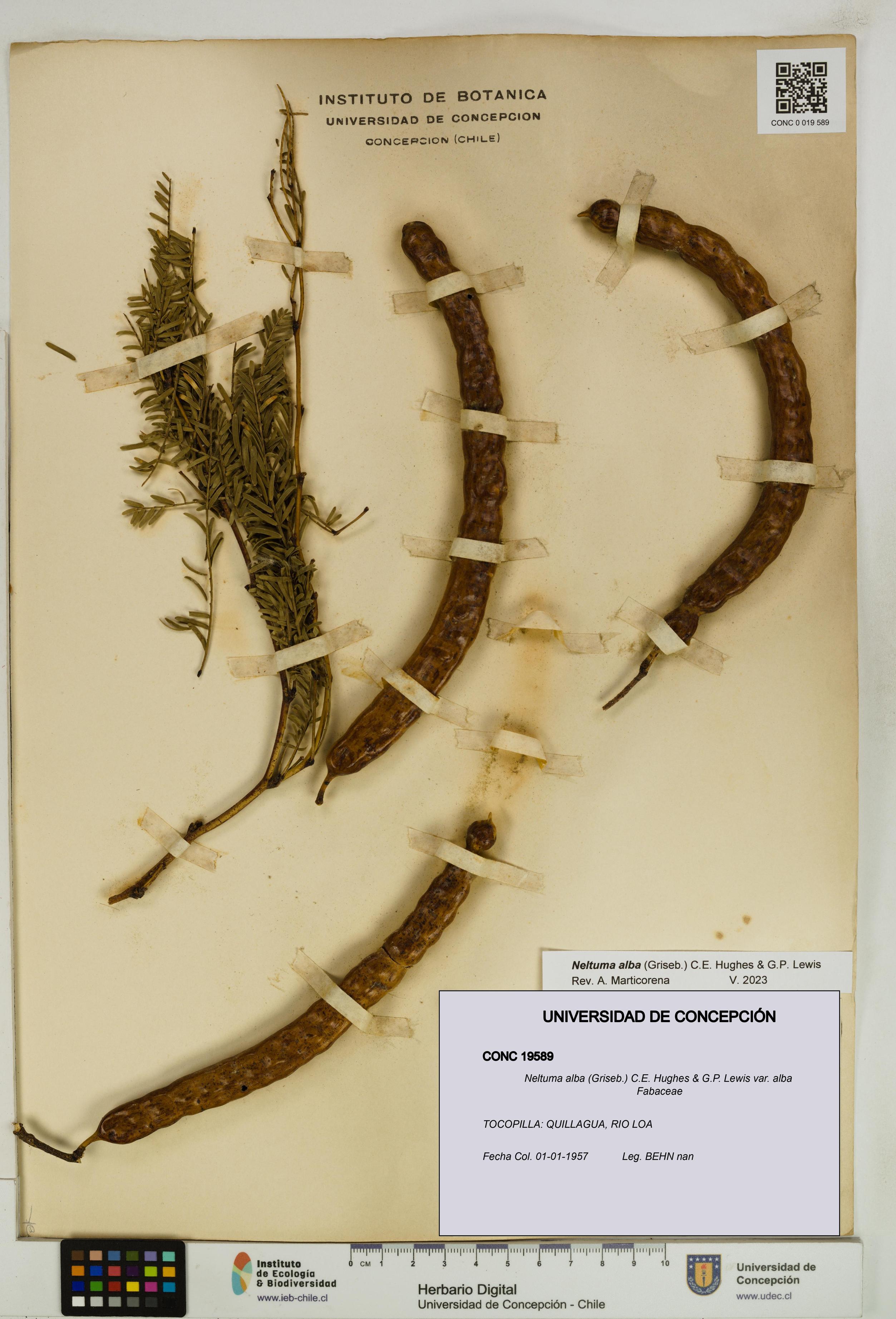 Neltuma alba var. alba [Espécimen: UDEC:CONC:0019589]