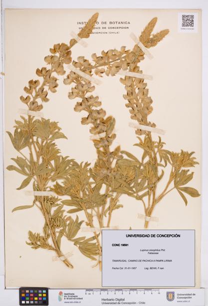 Lupinus oreophilus [Espécimen: ]