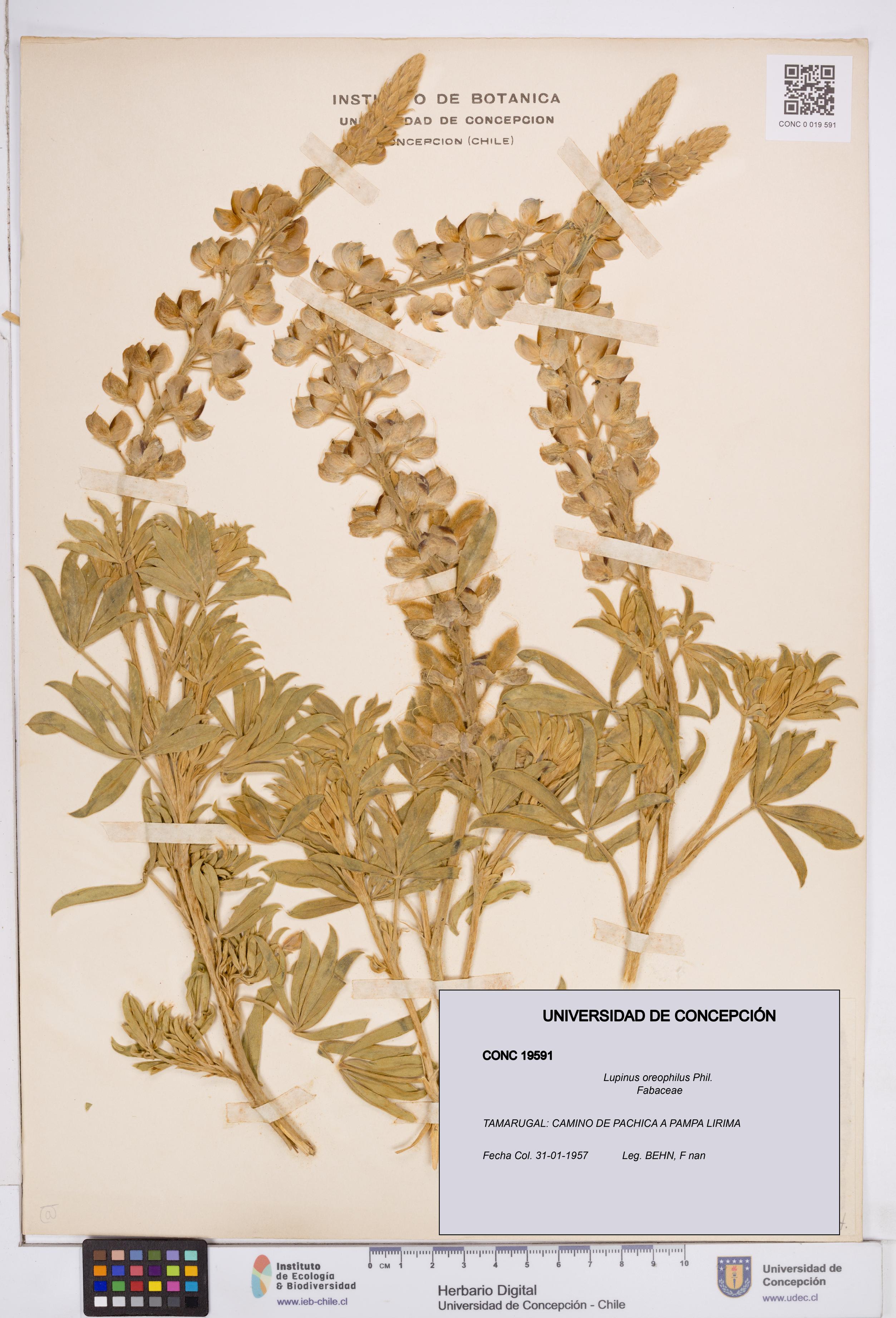 Lupinus oreophilus [Espécimen: ]