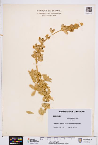 Lupinus oreophilus [Espécimen: ]