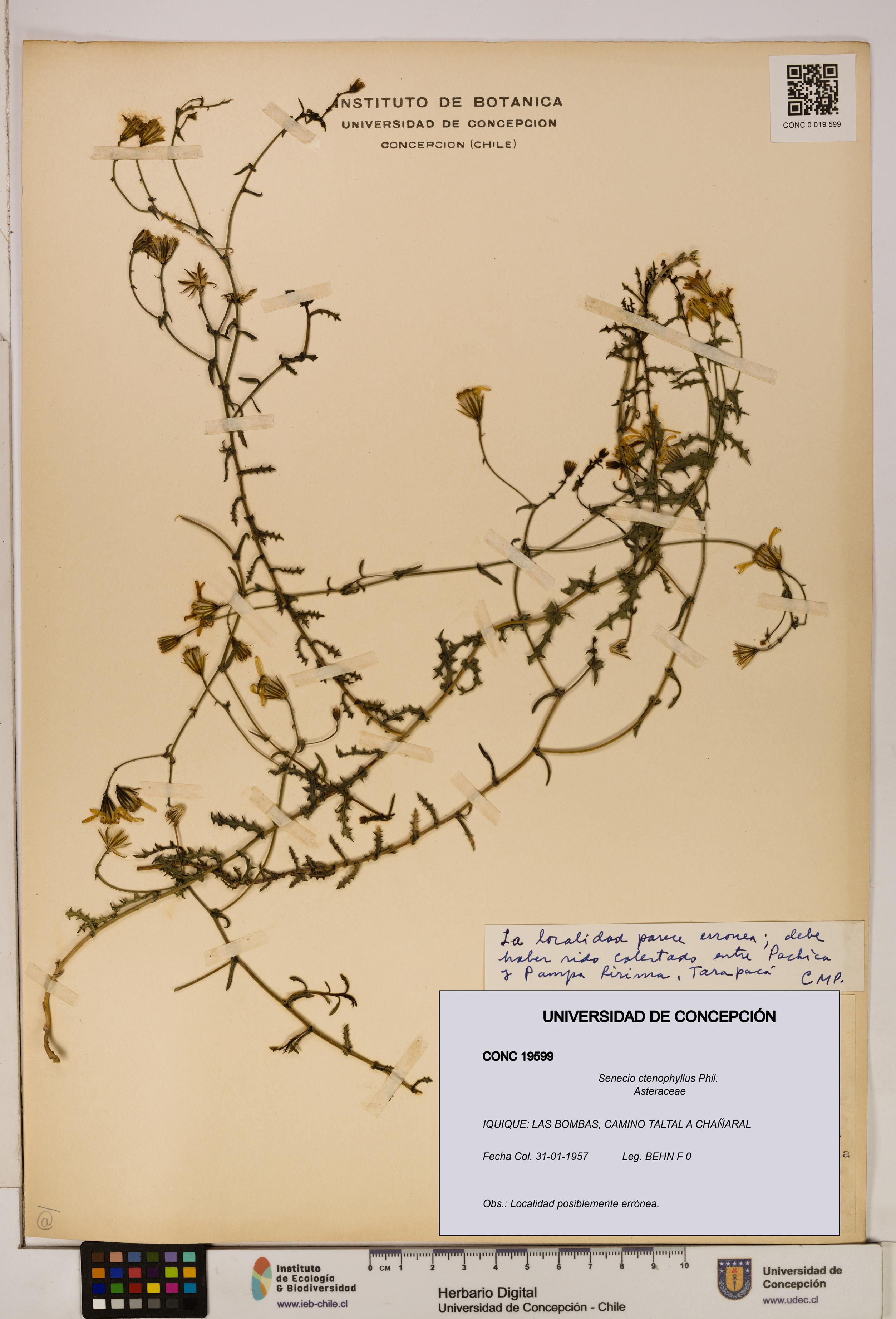 Senecio ctenophyllus [Espécimen: UDEC:CONC:0019599]
