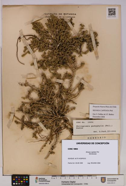 Silvaea capitata [Espécimen: UDEC:CONC:0019604]