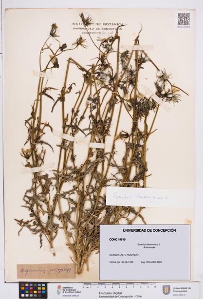 Sonchus tenerrimus [Espécimen: ]