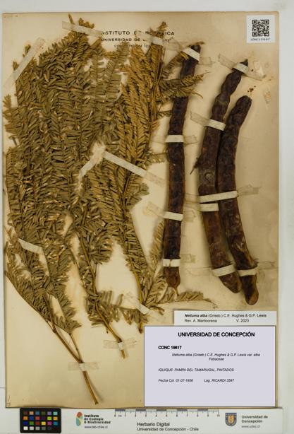 Neltuma alba var. alba [Espécimen: UDEC:CONC:0019617]