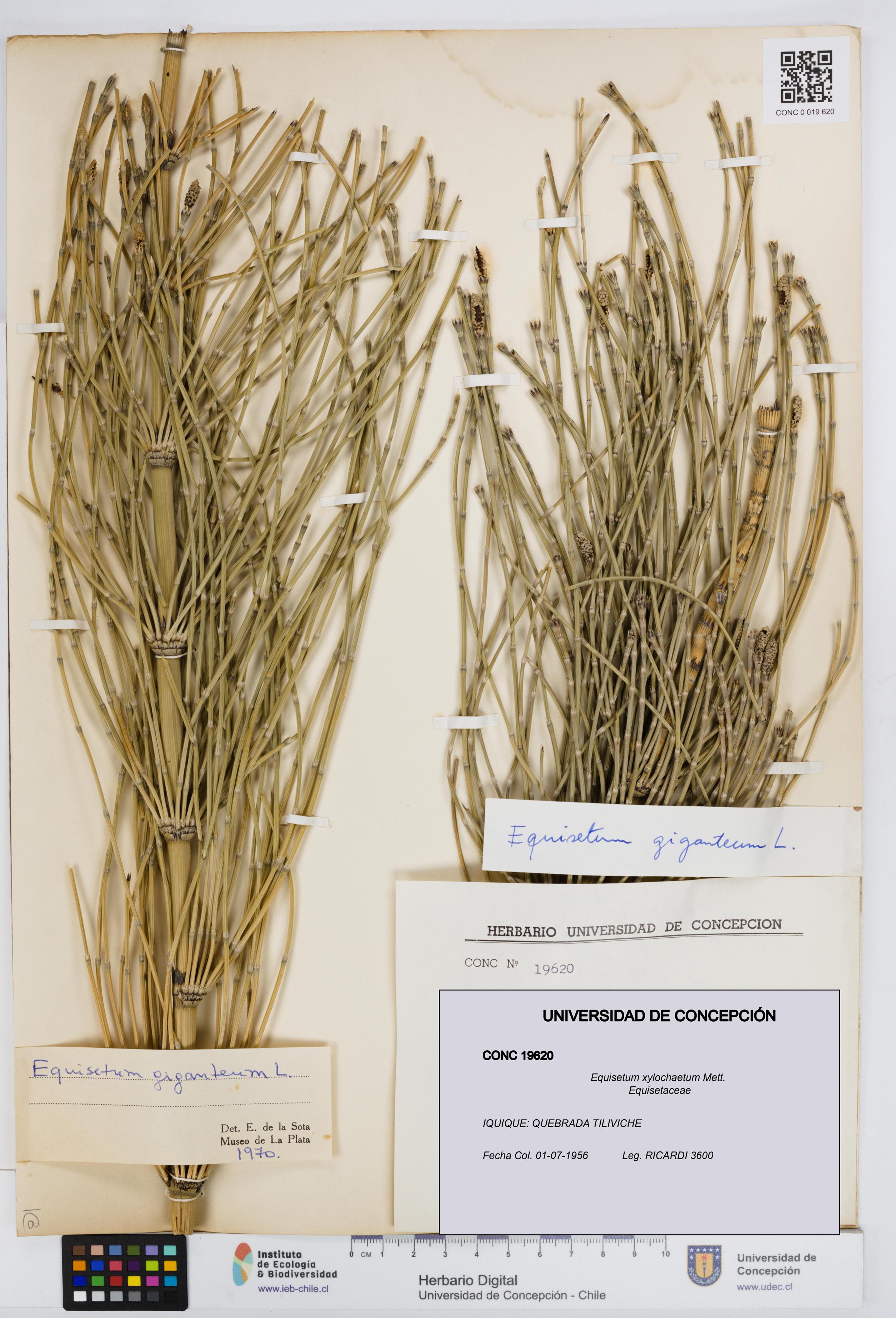 Equisetum xylochaetum [Espécimen: UDEC:CONC:0019620]