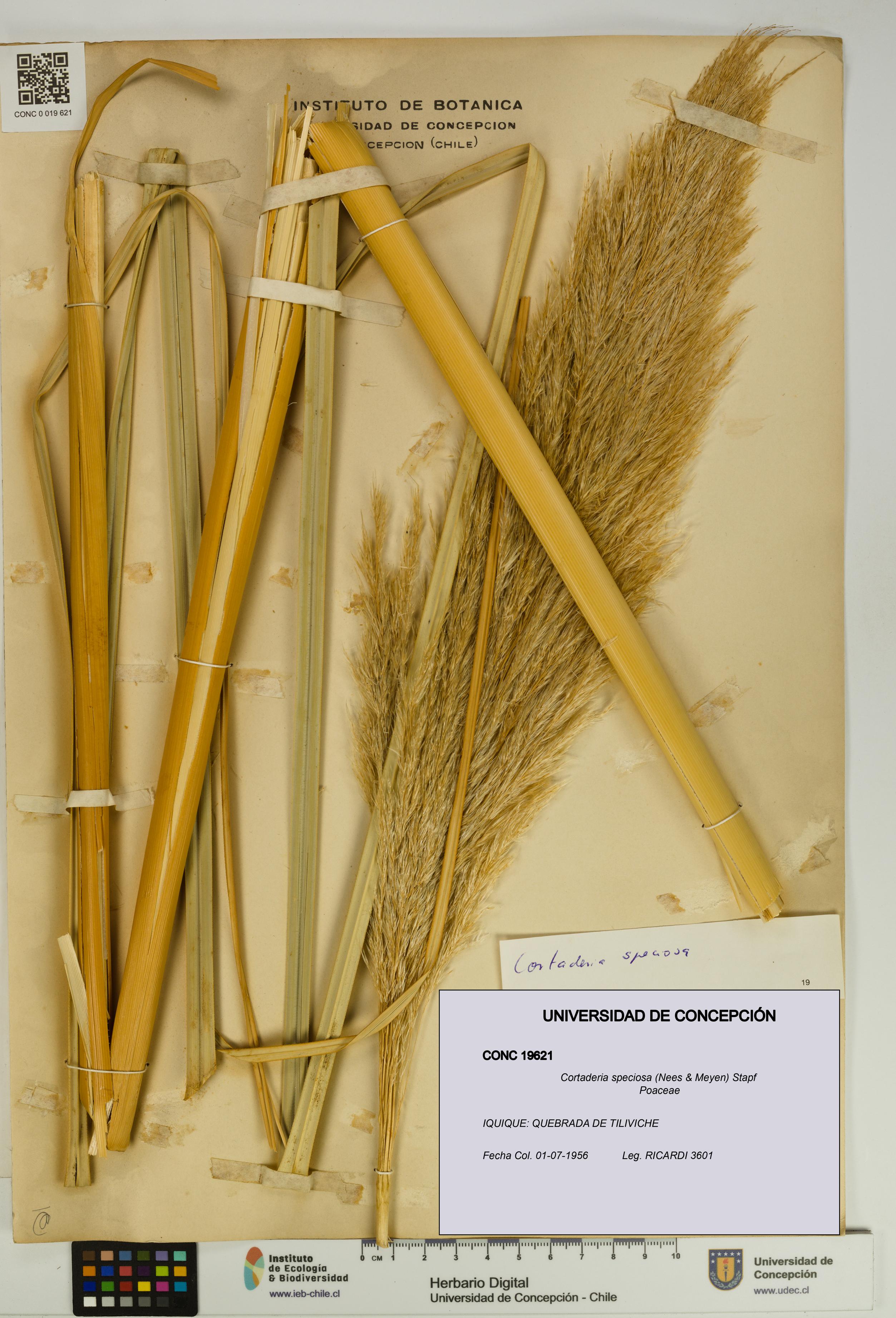 Cortaderia speciosa [Espécimen: UDEC:CONC:0019621]