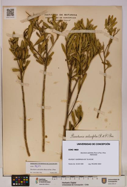 Baccharis salicifolia [Espécimen: UDEC:CONC:0019623]