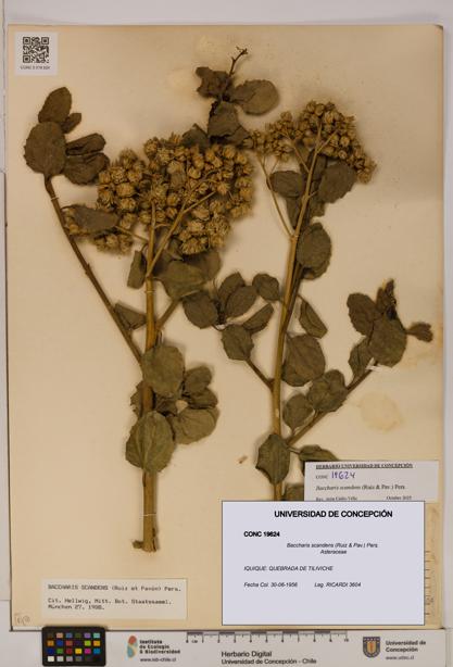 Baccharis scandens [Espécimen: UDEC:CONC:0019624]