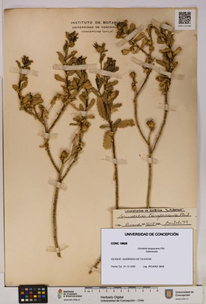 Grindelia tarapacana [Espécimen: UDEC:CONC:0019628]