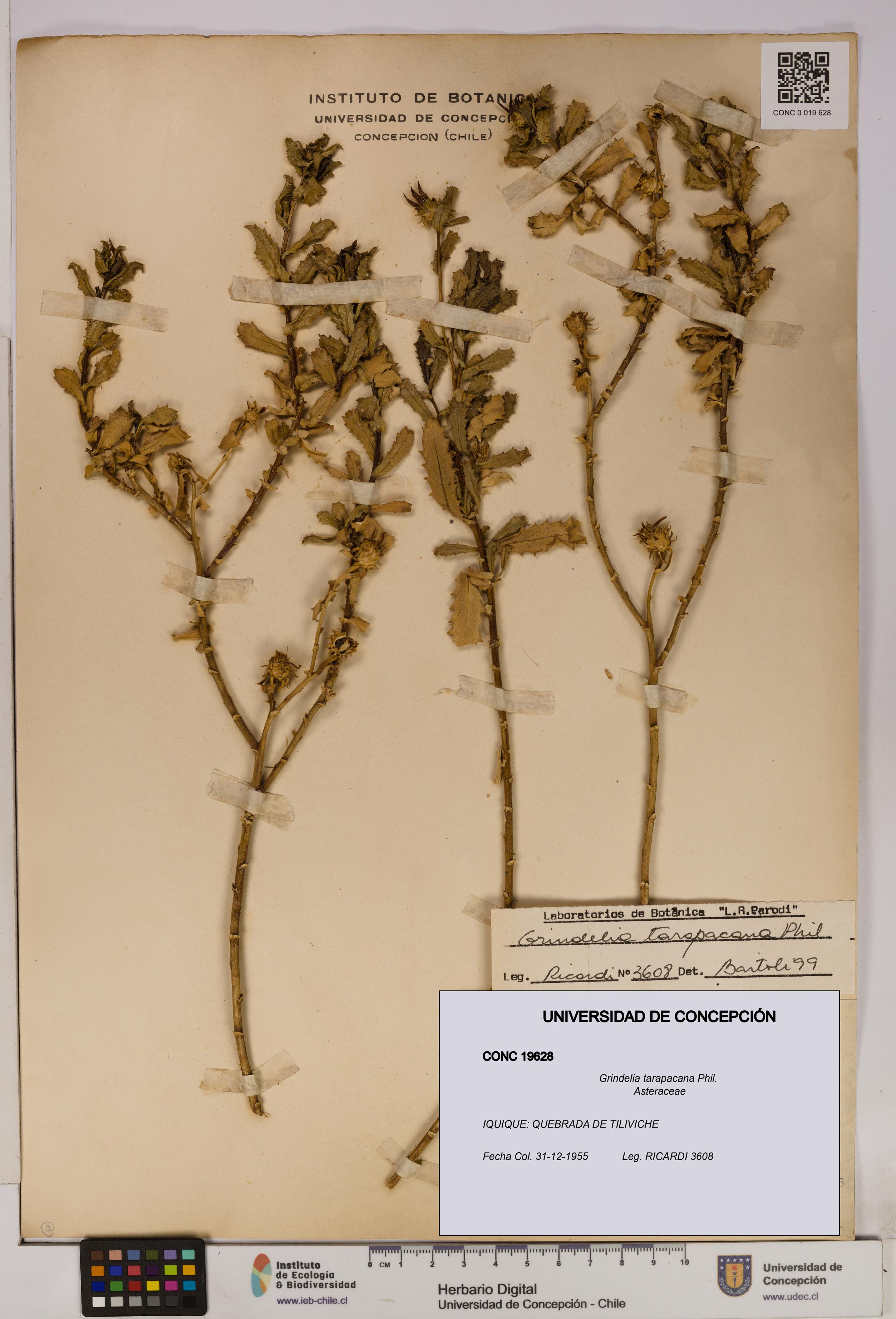 Grindelia tarapacana [Espécimen: UDEC:CONC:0019628]