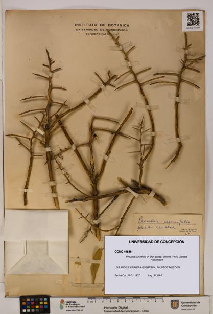 Proustia cuneifolia [Espécimen: UDEC:CONC:0019636]
