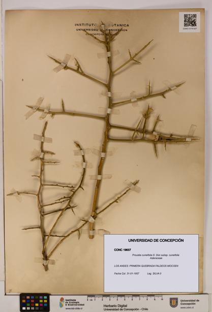 Proustia cuneifolia subsp. cuneifolia [Espécimen: UDEC:CONC:0019637]