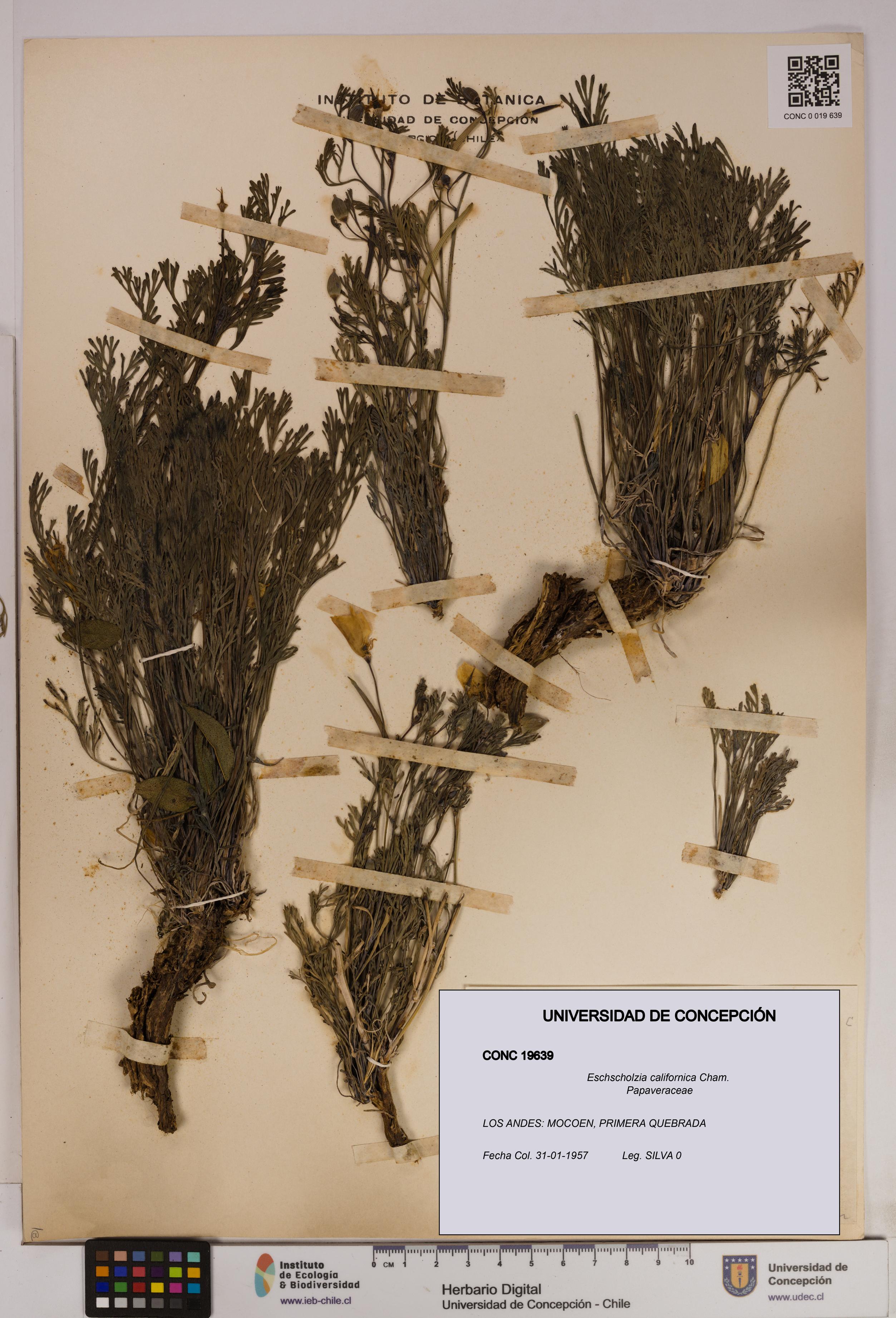 Eschscholzia californica [Espécimen: UDEC:CONC:0019639]