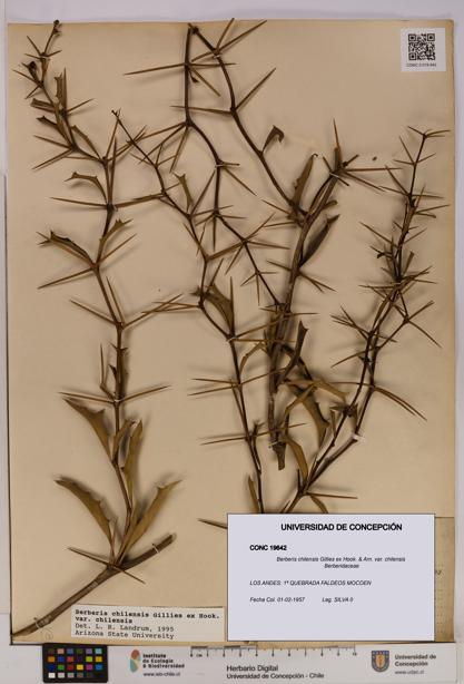 Berberis chilensis var. chilensis [Espécimen: UDEC:CONC:0019642]