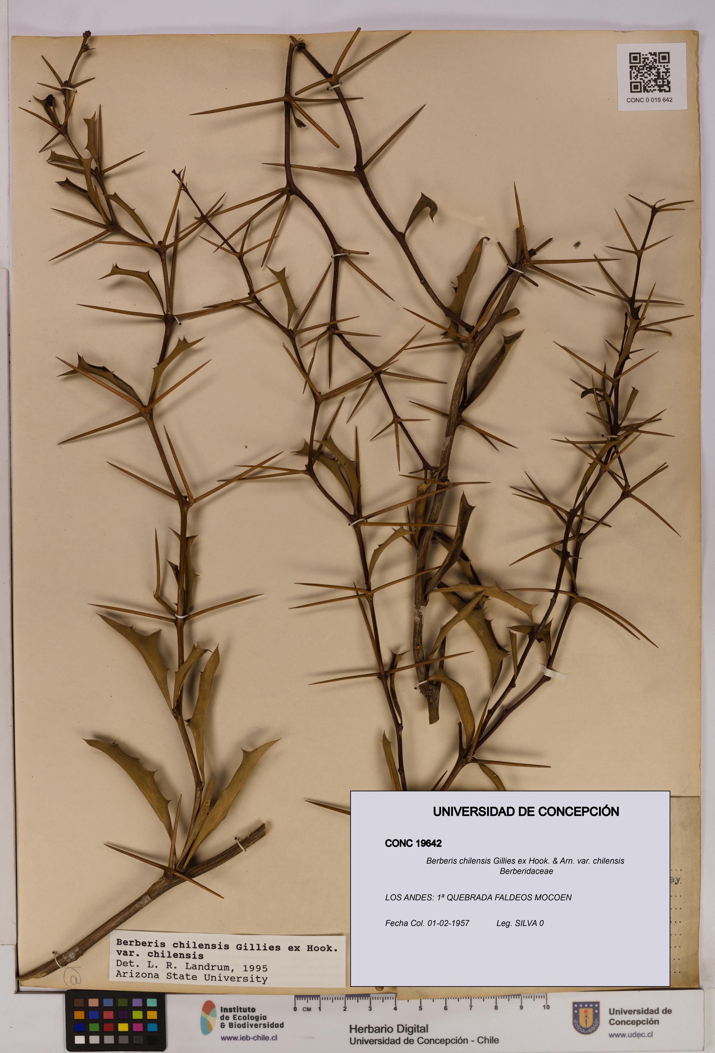 Berberis chilensis var. chilensis [Espécimen: UDEC:CONC:0019642]