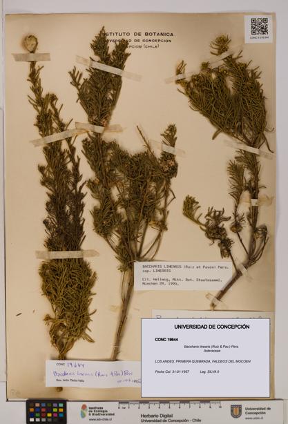 Baccharis linearis [Espécimen: UDEC:CONC:0019644]