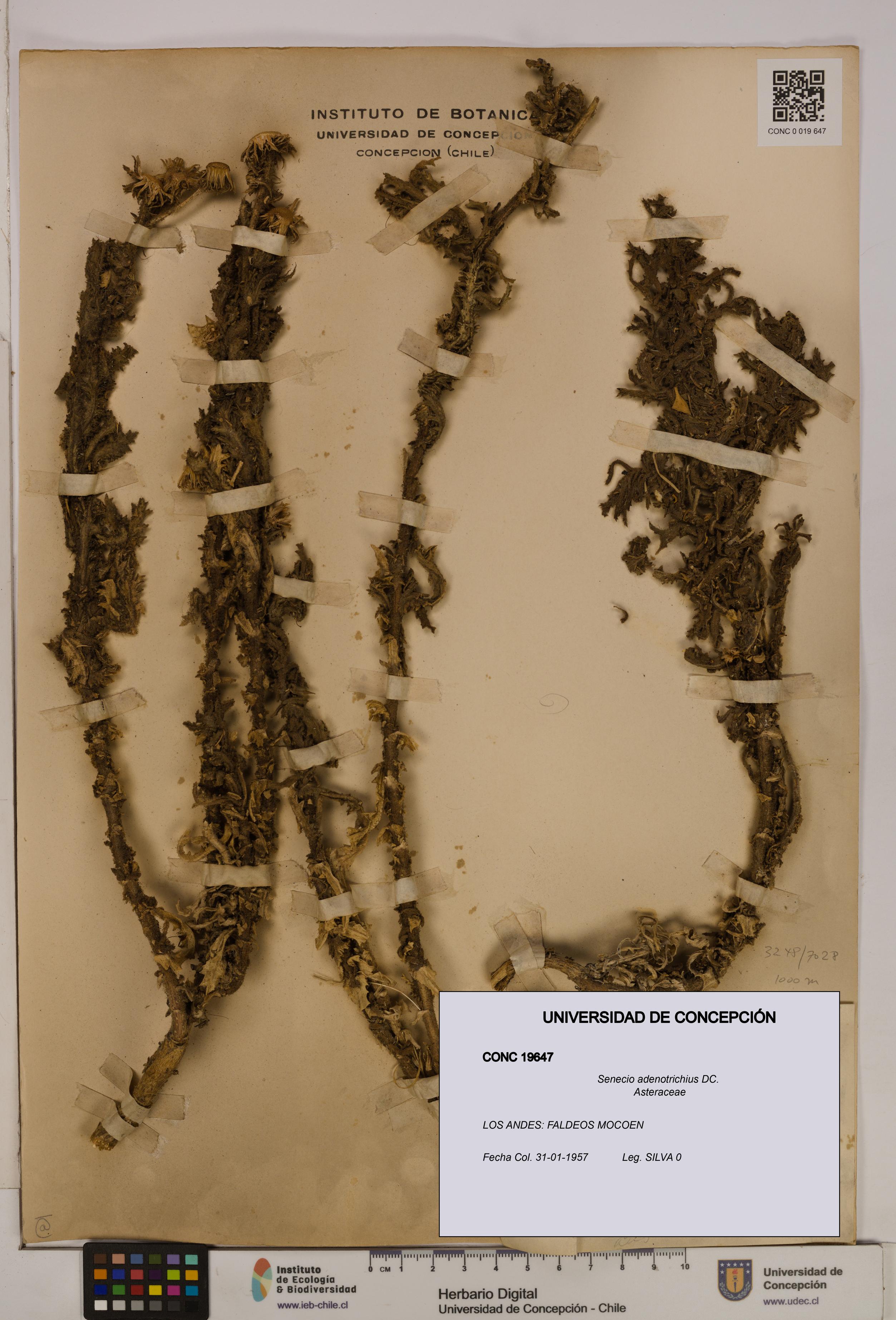 Senecio adenotrichius [Espécimen: UDEC:CONC:0019647]