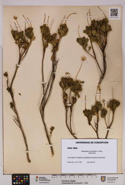 Haplopappus arbutoides [Espécimen: UDEC:CONC:0019648]