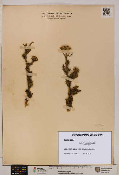 Senecio adenotrichius [Espécimen: UDEC:CONC:0019653]