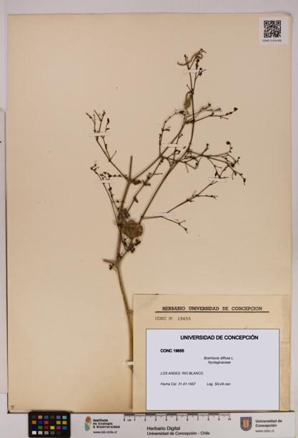 Boerhavia diffusa [Espécimen: UDEC:CONC:0019655]