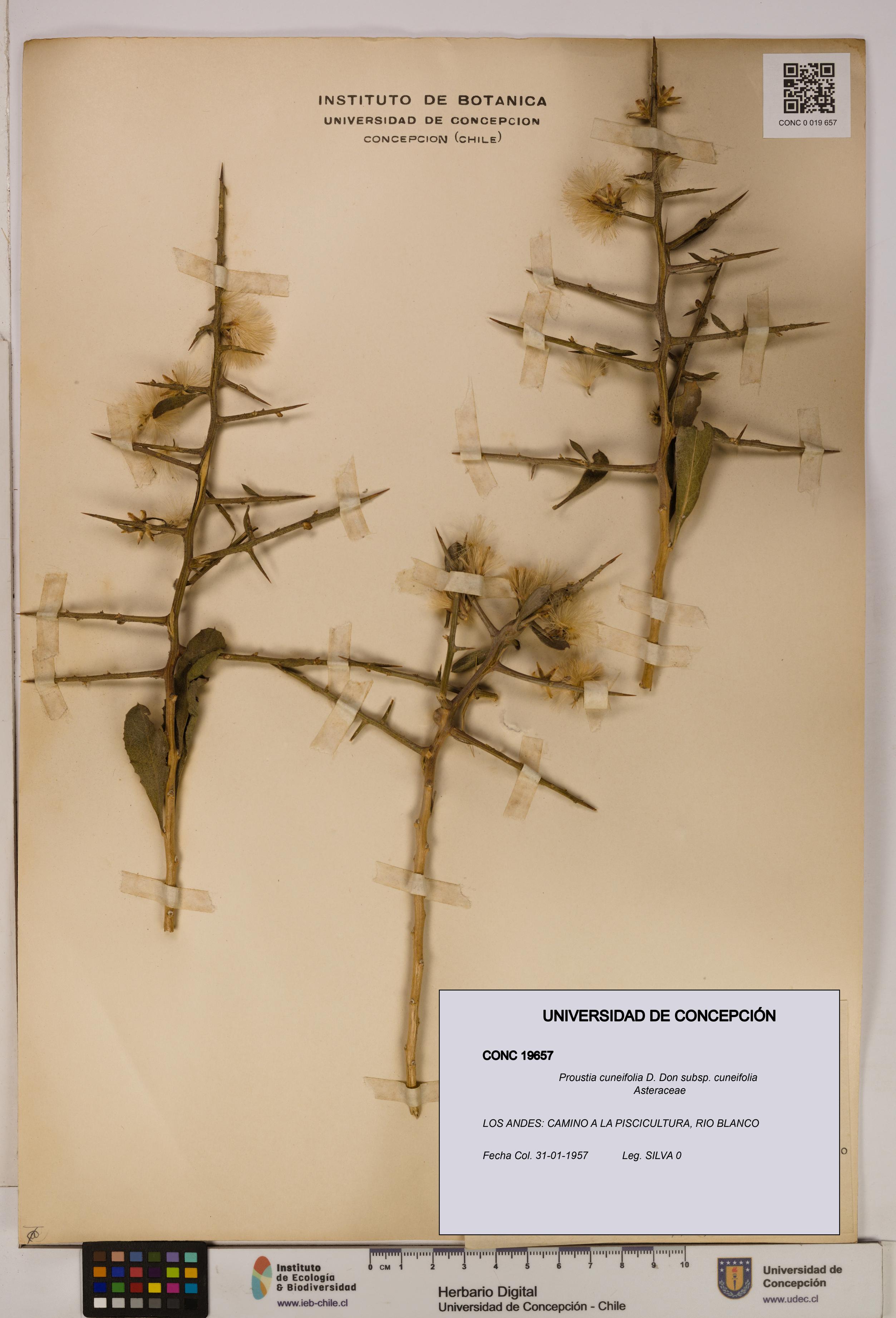 Proustia cuneifolia subsp. cuneifolia [Espécimen: UDEC:CONC:0019657]
