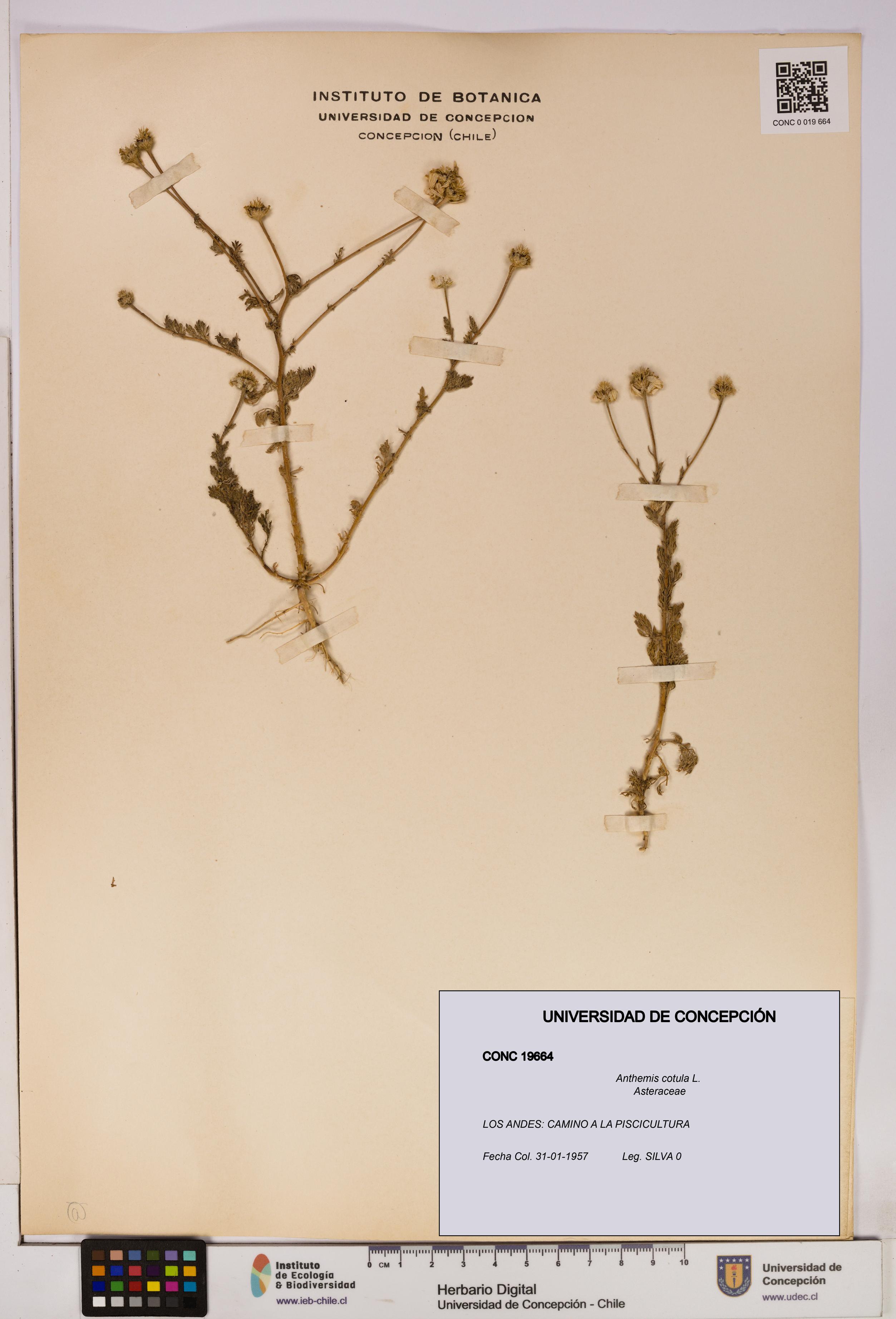 Anthemis cotula [Espécimen: UDEC:CONC:0019664]