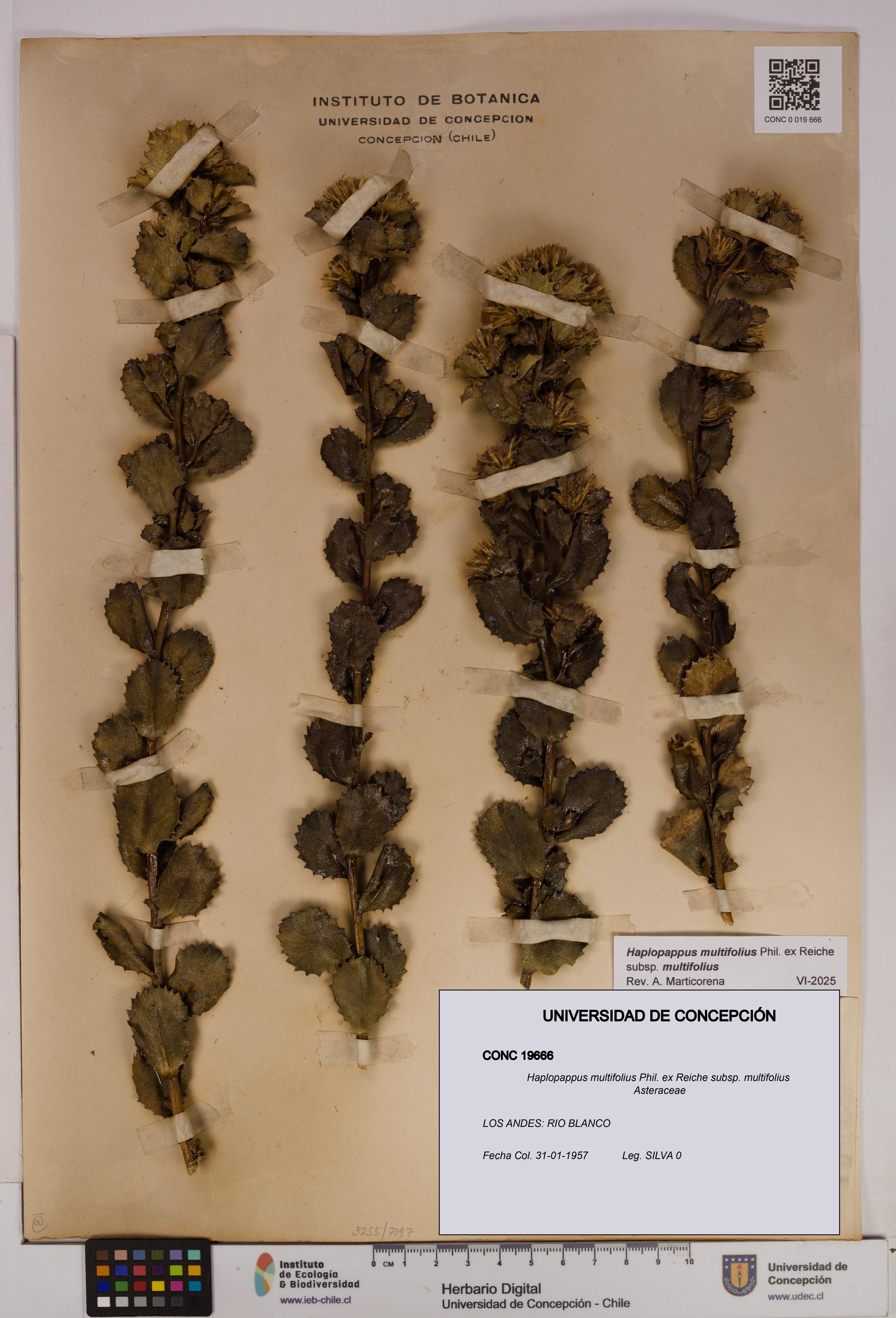 Haplopappus multifolius subsp. multifolius [Espécimen: UDEC:CONC:0019666]