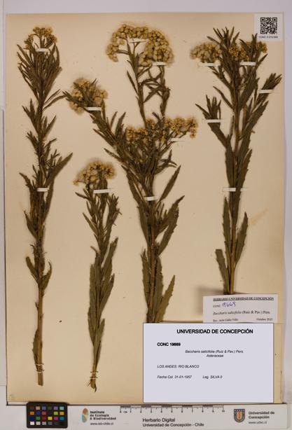 Baccharis salicifolia [Espécimen: UDEC:CONC:0019669]