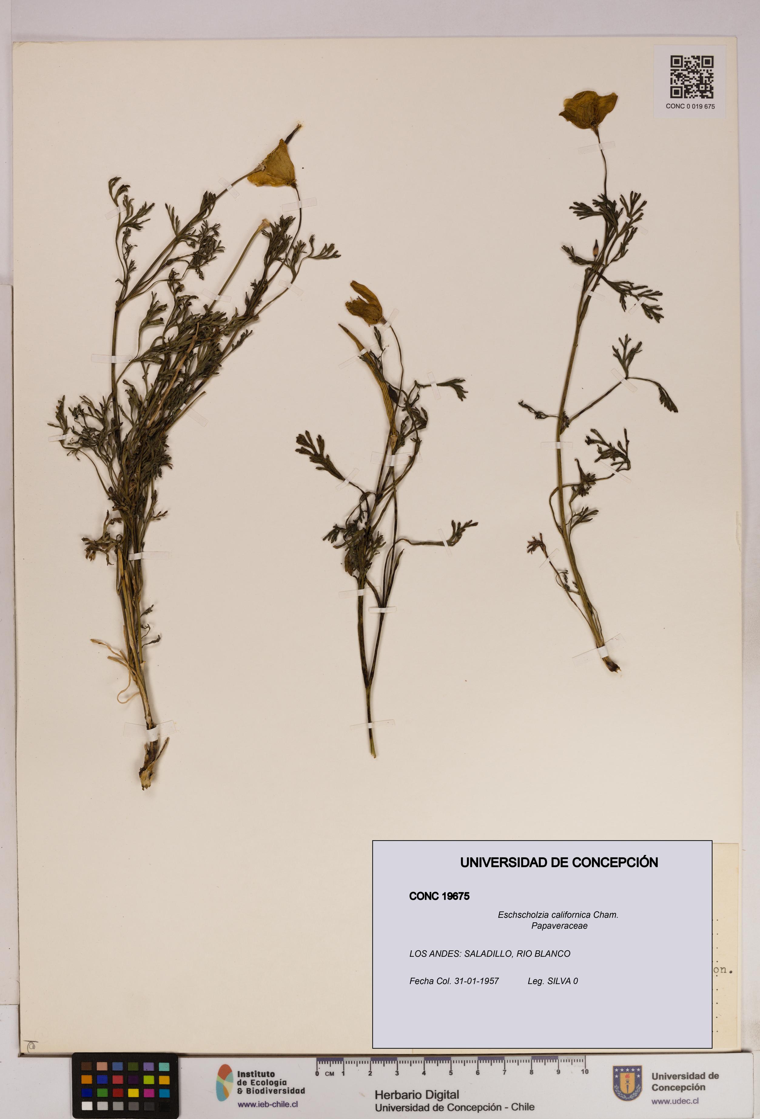 Eschscholzia californica [Espécimen: UDEC:CONC:0019675]