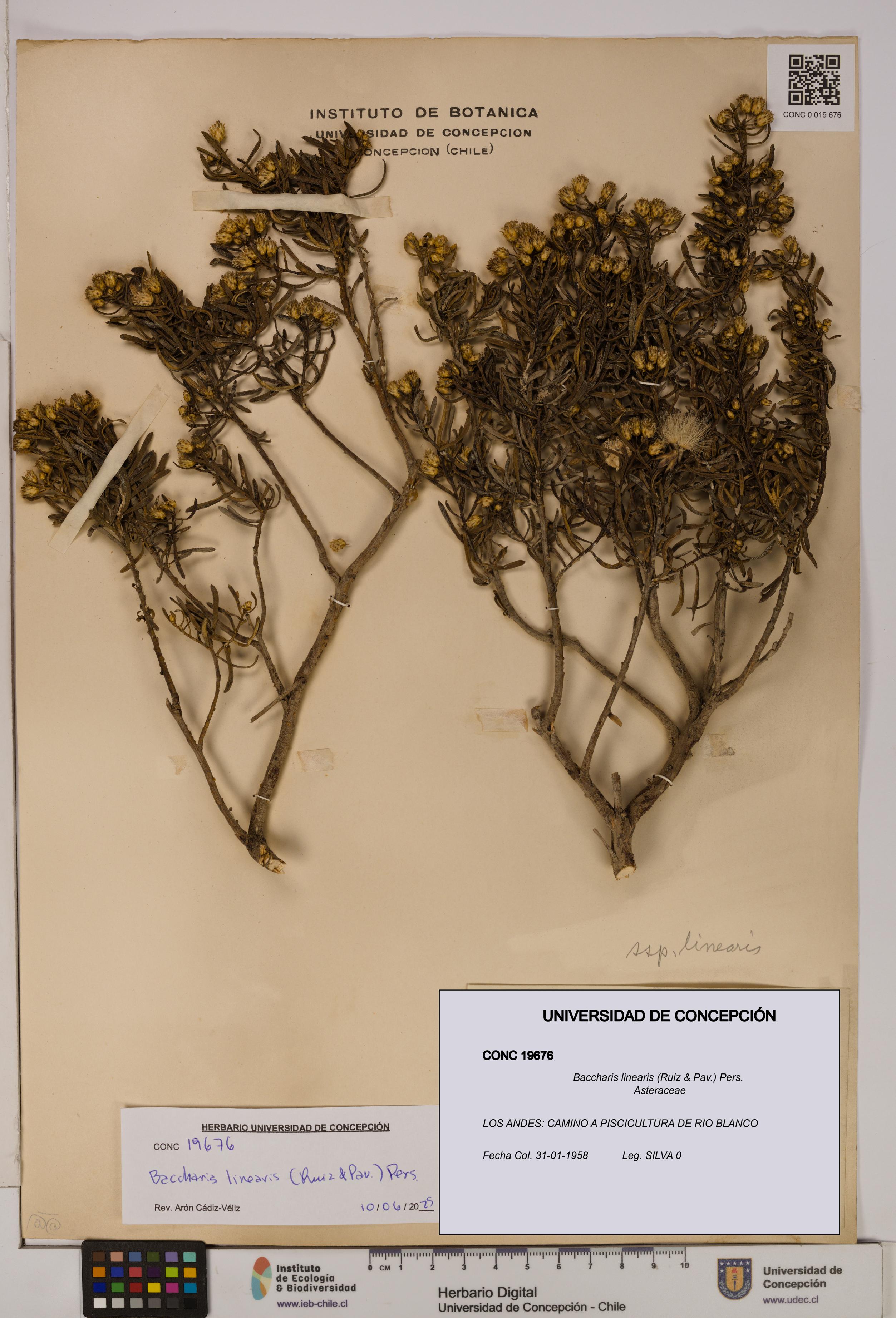 Baccharis linearis [Espécimen: UDEC:CONC:0019676]