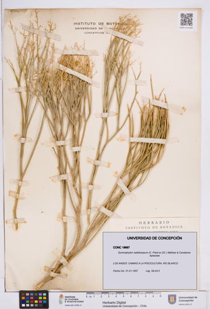 Gymnophyton isatidicarpum [Espécimen: ]