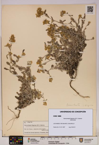 Gamochaeta filaginea [Espécimen: UDEC:CONC:0019690]