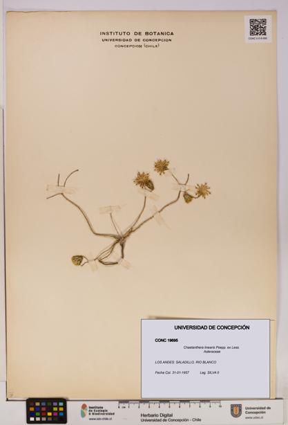 Chaetanthera linearis [Espécimen: UDEC:CONC:0019695]