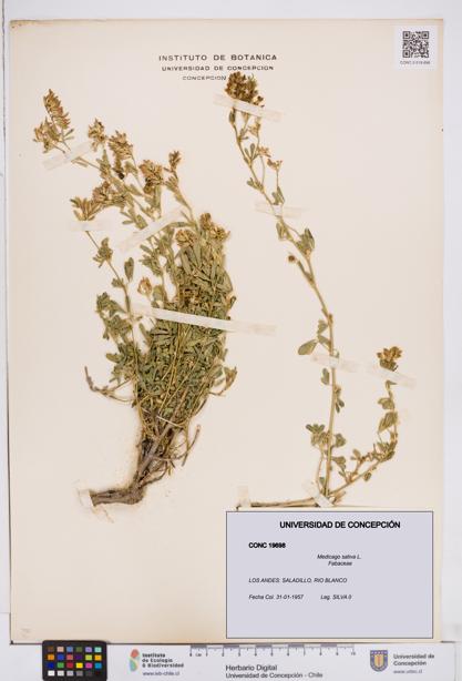 Medicago sativa [Espécimen: ]