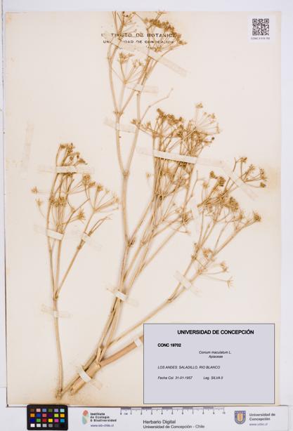 Conium maculatum [Espécimen: ]