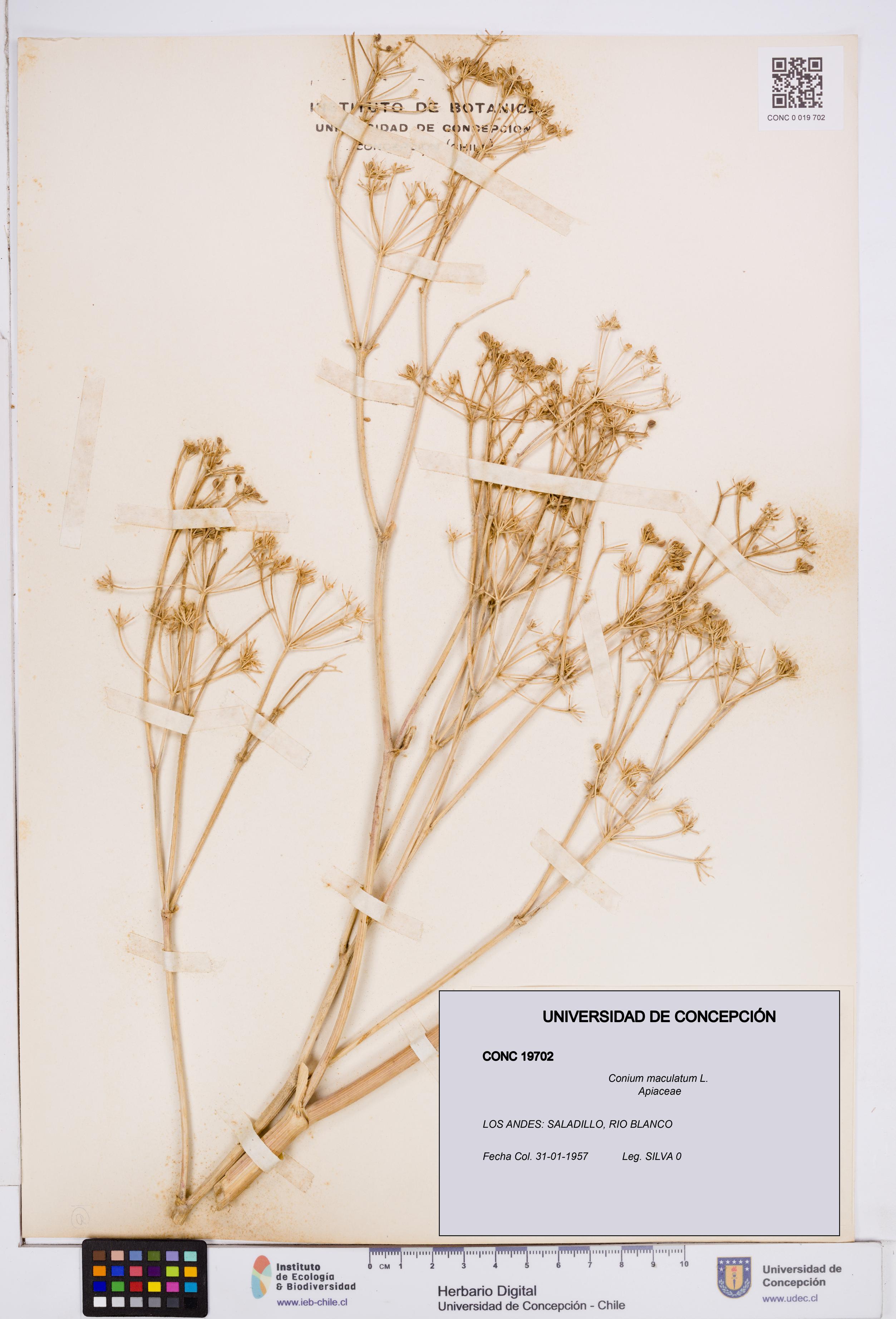 Conium maculatum [Espécimen: ]